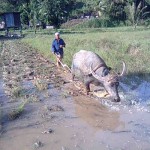 Ploughing Paddy Field with Buffalo