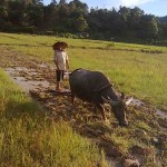 Ploughing Paddy Field with Buffalo